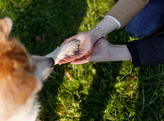 Pet Friendly Perrito dando la pata a su dueña